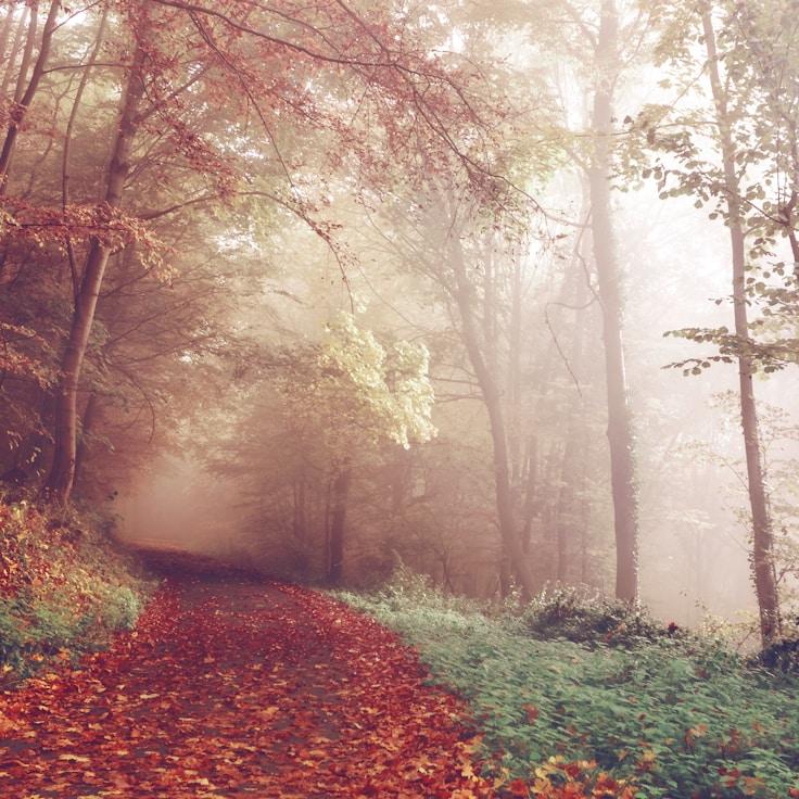 Nature travel hero image